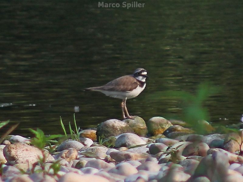 Corriere piccolo - Charadrius dubius